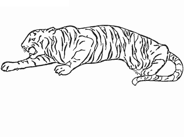 Simple drawing picture of lying tiger