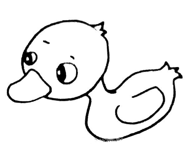 Steps to draw a little duck in the water with simple strokes