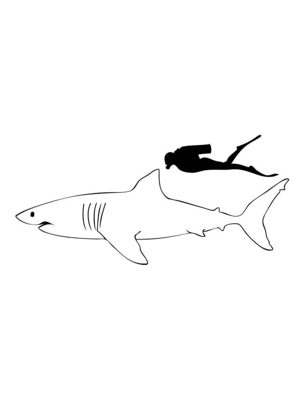 Great white shark simple strokes picture