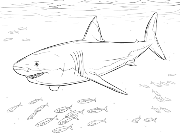 Great White Shark Simple Drawing Picture