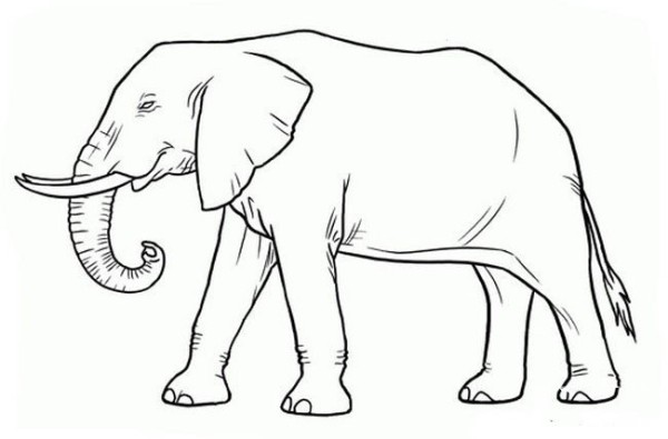 Complete collection of simple animal drawings Elephant simple drawings