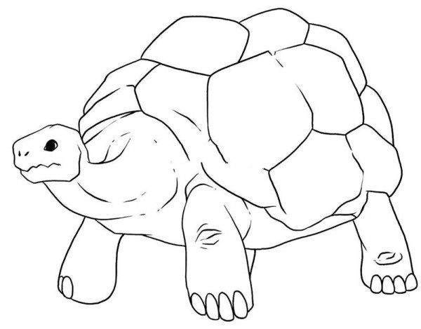 an old turtle