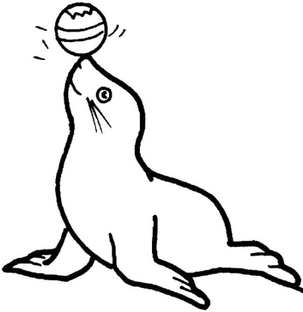 Complete collection of simple drawings of marine animals Simple drawing pictures of seals