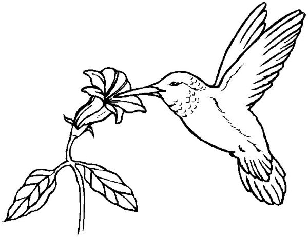 Hummingbird simple drawing picture