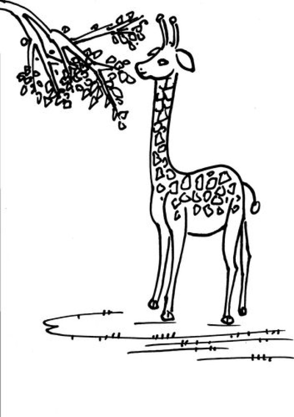 How to draw a giraffe in simple strokes