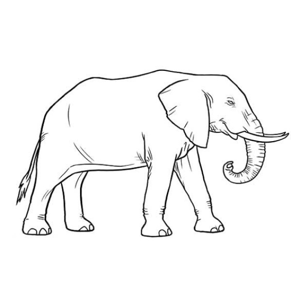 Simple drawing method of elephant