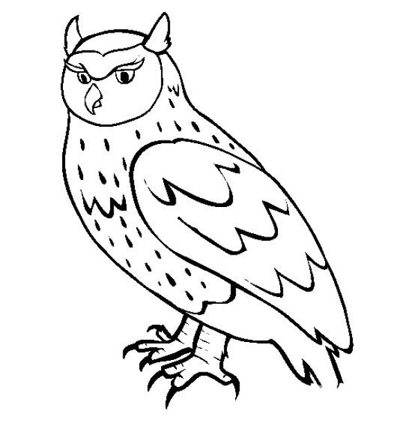 Bird simple drawing Owl simple drawing picture