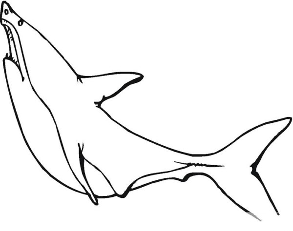 Great white shark simple strokes picture