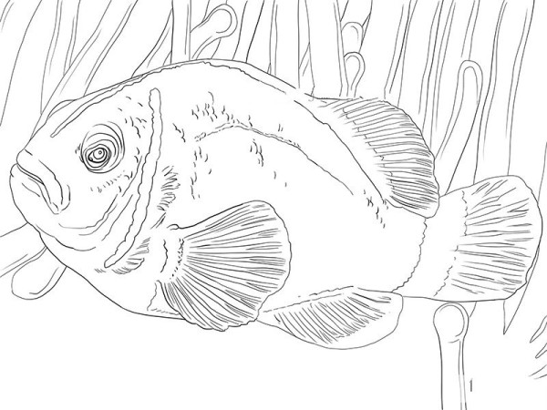 How to draw a double-necked fish