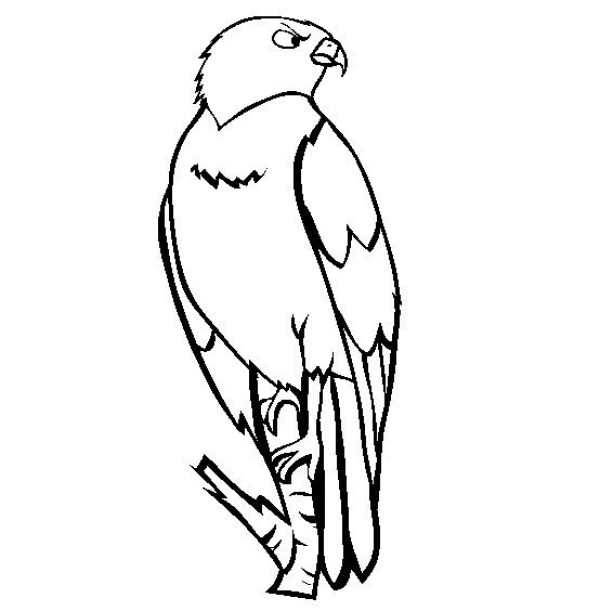 How to draw a bird in simple strokes How to draw an eagle in simple strokes