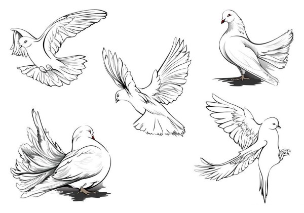 Beautiful simple picture of peace dove