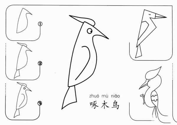 How to draw a woodpecker