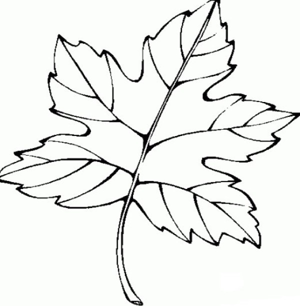 Hand drawn childrens simple drawing of maple leaf