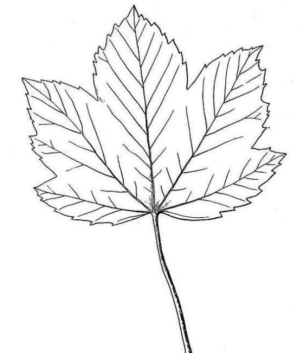 Hand drawn childrens simple drawing of maple leaf