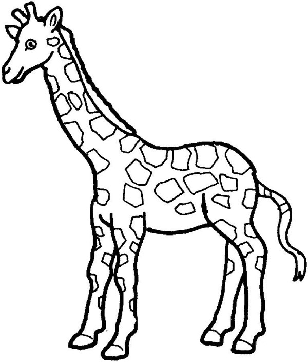 Simple drawing of giraffe in primary school