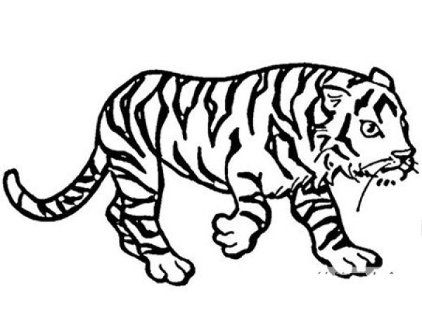 Tiger is called the king of beasts simple drawing