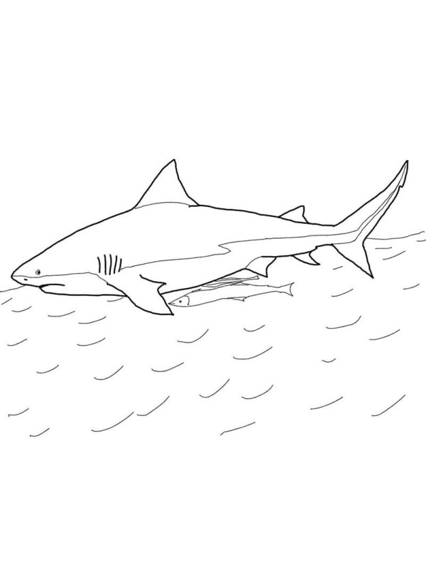 Bull shark simple strokes picture