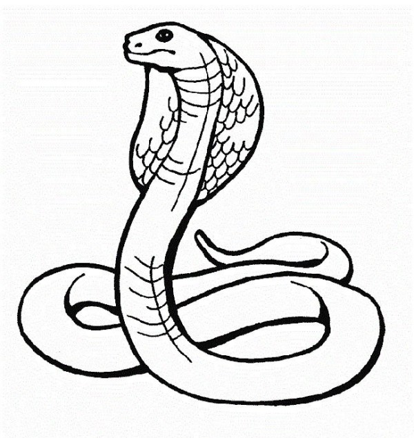 Complete collection of simple drawings of snakes Simple drawings of cobras