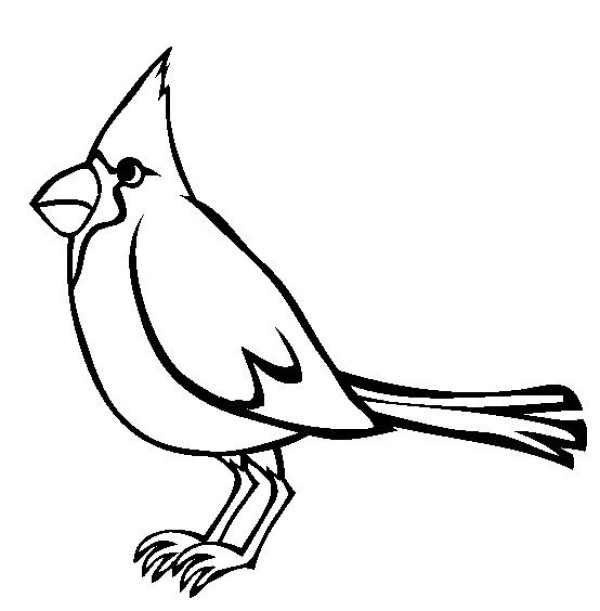 Bird simple drawing, North American cardinal simple drawing picture