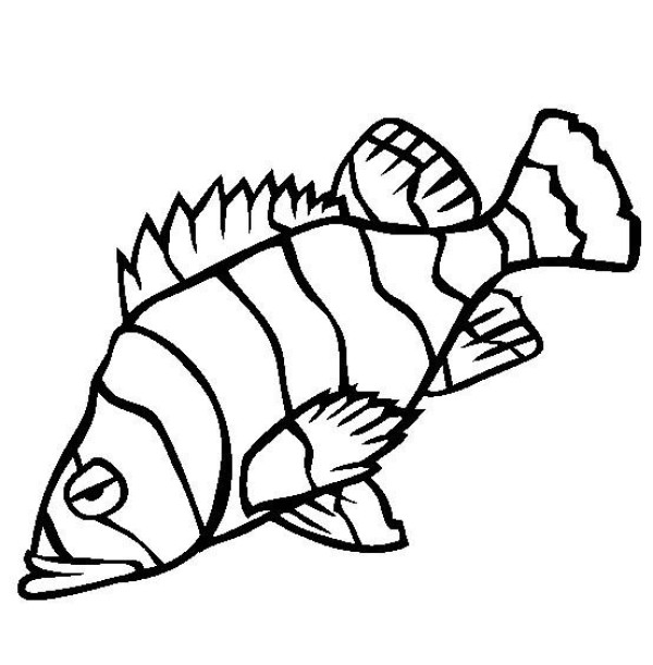 Marine Life Pictures Grouper Simple Drawing Pictures