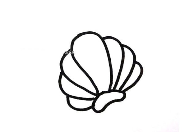 6 simple drawing pictures of shells