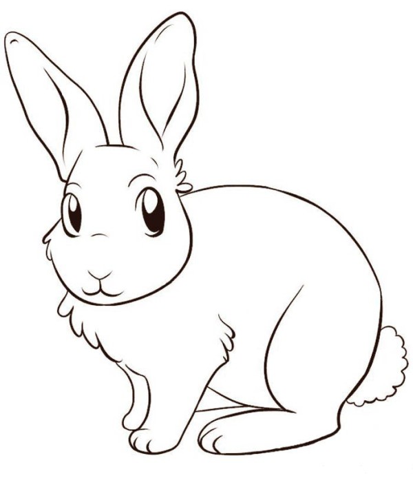 A cute rabbit