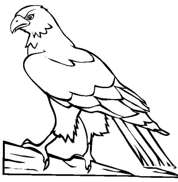 How to draw a bird in simple strokes How to draw an eagle in simple strokes