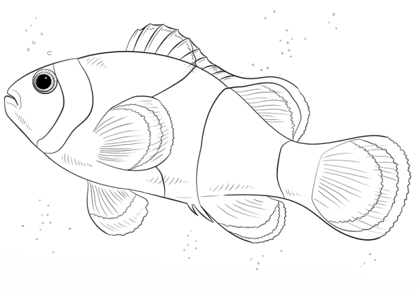 How to draw clownfish