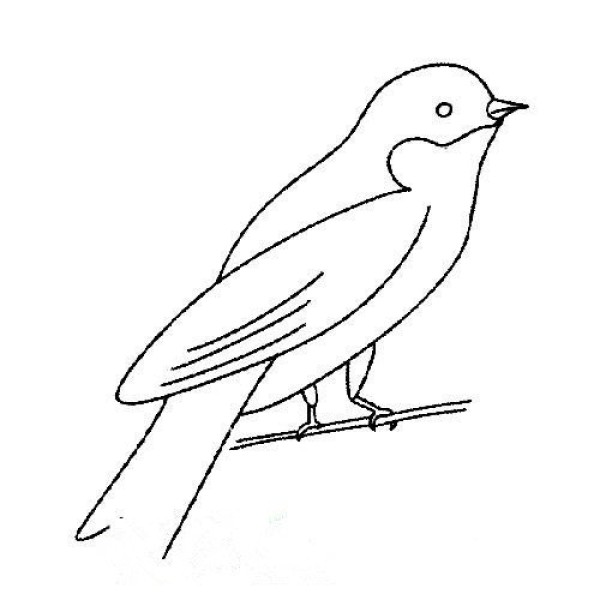 A complete collection of bird simple drawing pictures