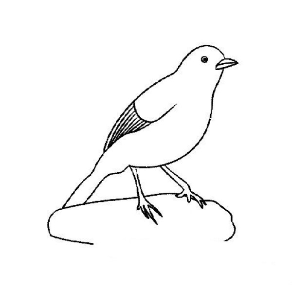 Simple drawing of cute thrush