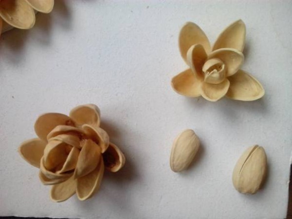 [Mid-Autumn Festival Event] Foodie Handicrafts---The Lotus Pond Discourse of Pistachio Shells