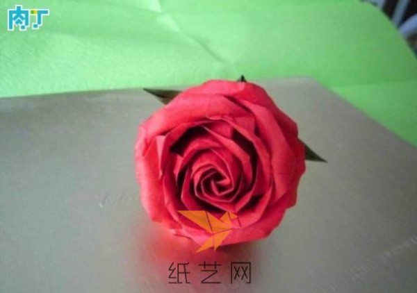 beautiful rose