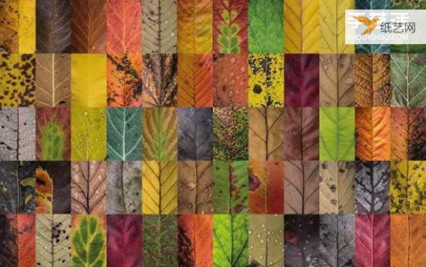 Preserving the beauty of leaves through photography Photos of leaves that look like a beautiful patchwork