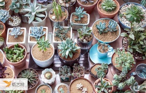 Essential knowledge for getting started with succulents Beginners must learn how to grow succulents