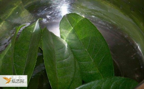 Tutorial on the simplest way to make leaf vein bookmarks by yourself