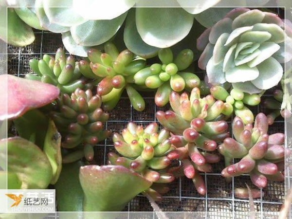 Succulent plant pots specially made from old picture frames