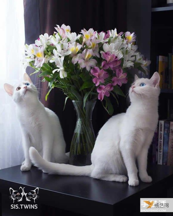 The most beautiful twin white kittens that make your heart melt completely, Sis.Twins.