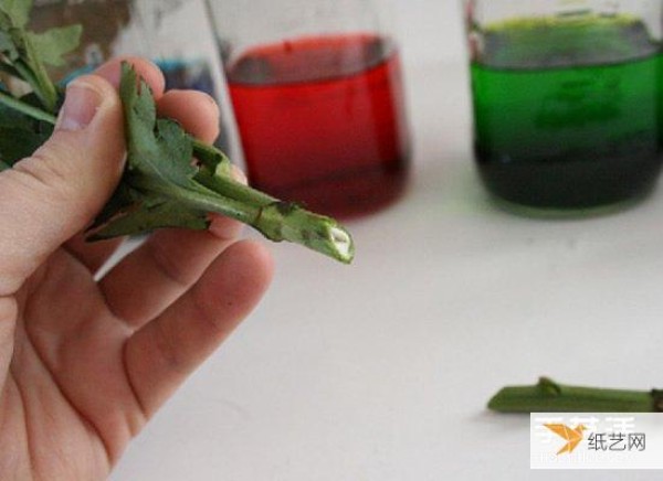 A simple scientific work using food coloring to dye flowers