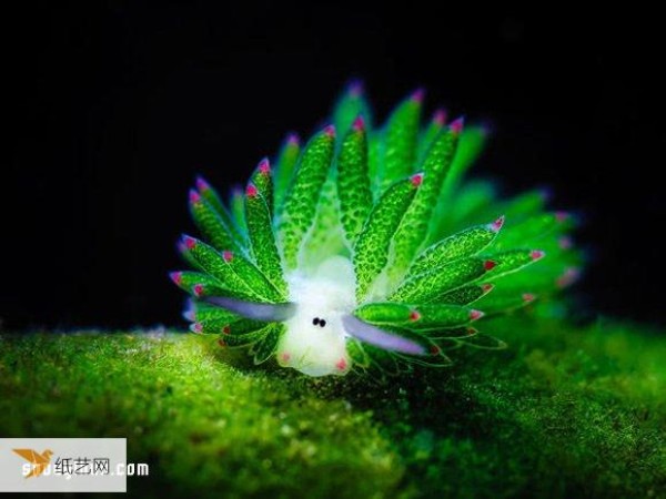 The cutest creature, the algae nudibranch, looks like a little sheep