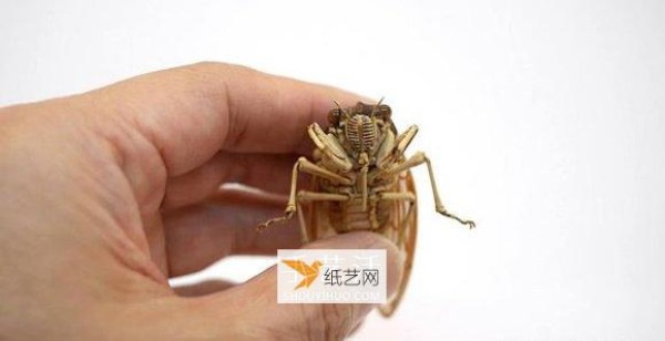 Delicately realistic insect models made from bamboo