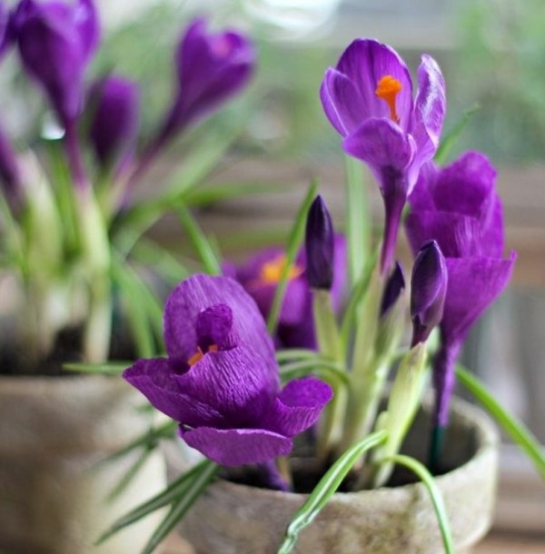 Tutorial on how to make lavender, blue and red crocus handmade paper flowers from crepe paper