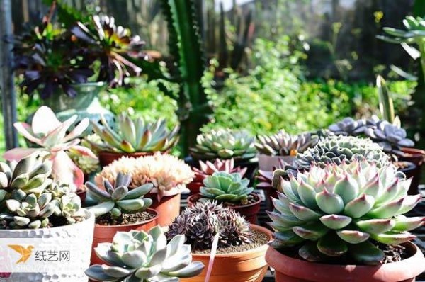 Essential knowledge for getting started with succulents Beginners must learn how to grow succulents