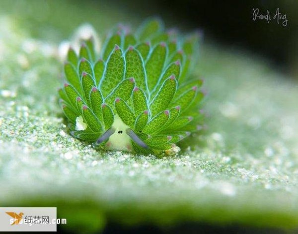 The cutest creature, the algae nudibranch, looks like a little sheep