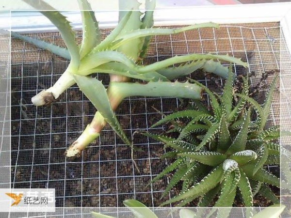 Succulent plant pots specially made from old picture frames