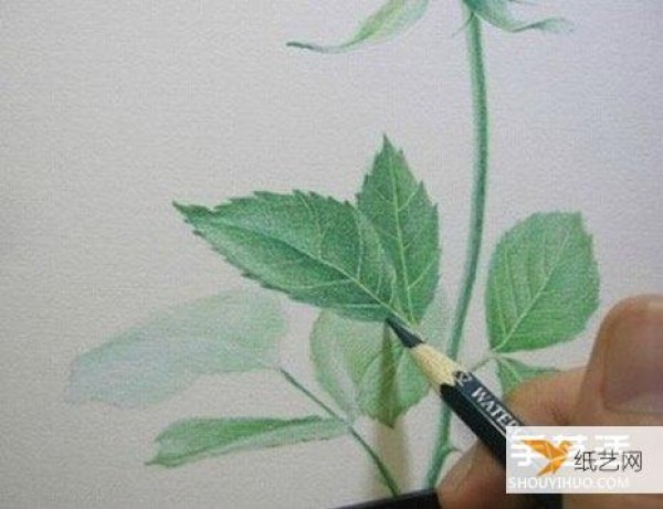 Share a step-by-step tutorial on how to draw roses with colored pencils