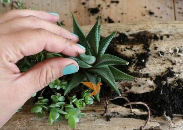 Turn waste into treasure by transforming discarded logs into succulent plant pots