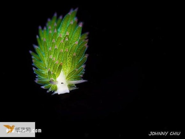 The cutest creature, the algae nudibranch, looks like a little sheep