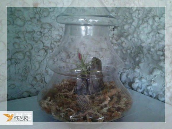 Requires almost no watering or fertilization to create a personalized sealed glass container bonsai