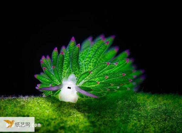 The cutest creature, the algae nudibranch, looks like a little sheep