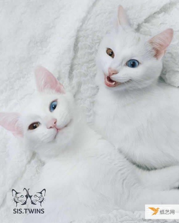 The most beautiful twin white kittens that make your heart melt completely, Sis.Twins.